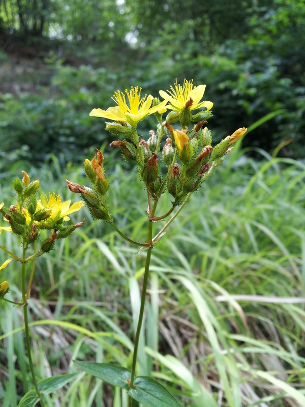 Hypericum montanum